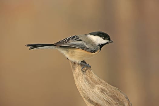 Black-capped Chickadee (Poecile atricapillus)