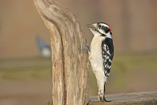 Downy Woodpecker (Picoides pubescens) male