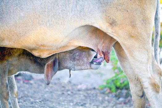 Generic vertical capture of a calf at feeding time searching for an udder on its mother. Outdoor shot location was near Dwarka, Gujarat, India