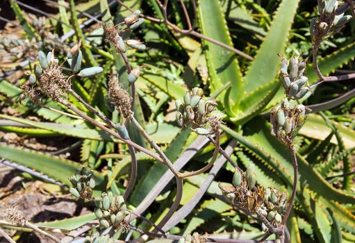 Seeds of cactus, island of Madeira