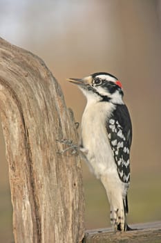 Downy Woodpecker (Picoides pubescens) male