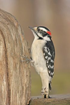 Downy Woodpecker (Picoides pubescens) male