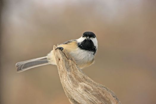 Black-capped Chickadee (Poecile atricapillus)