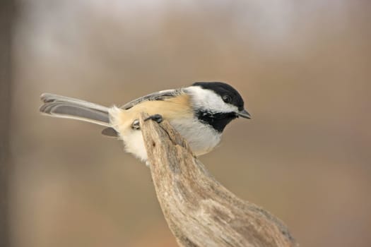 Black-capped Chickadee (Poecile atricapillus)