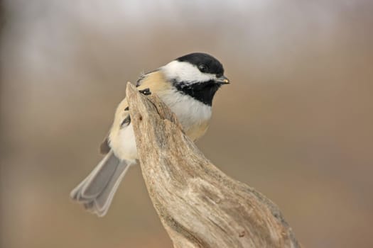 Black-capped Chickadee (Poecile atricapillus)