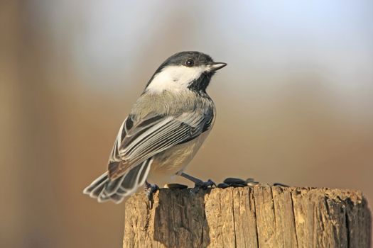 Black-capped Chickadee (Poecile atricapillus)