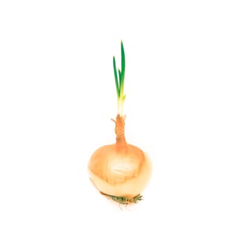 A brown onion sprouting a shoot on a white background