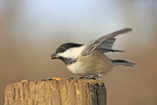 Black-capped Chickadee (Poecile atricapillus)