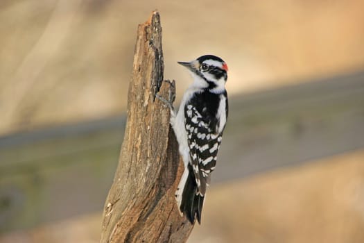 Downy Woodpecker (Picoides pubescens) male