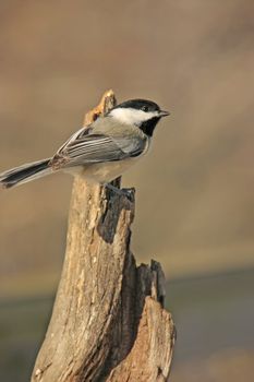 Black-capped Chickadee (Poecile atricapillus)