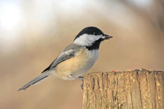 Black-capped Chickadee (Poecile atricapillus)