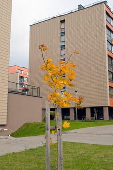 small colorful maple tree near new modern flat houses in autumn.