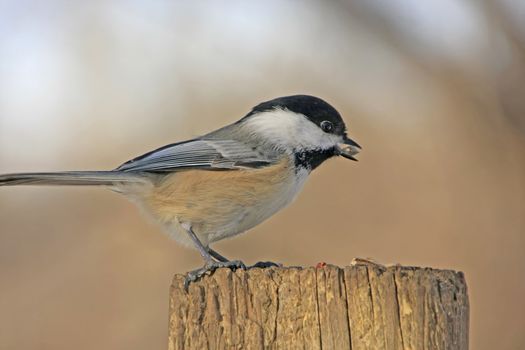 Black-capped Chickadee (Poecile atricapillus)