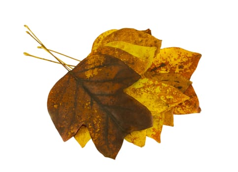 sear brightly decorative autumn tulip tree leaves lay in a pile on top of each other on white background