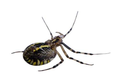 wasp spider argiope bruennichi beautiful white black animal insect turnover isolated on white background