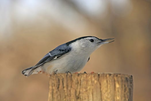 White-breasted Nuthatch (Sitta carolinensis)