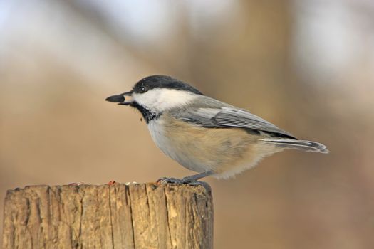 Black-capped Chickadee (Poecile atricapillus)