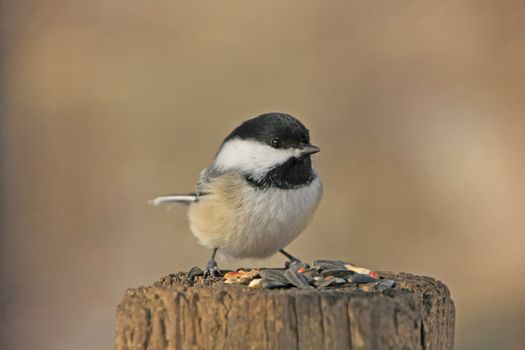 Black-capped Chickadee (Poecile atricapillus)