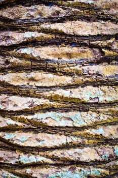 Intricate tree bark pattern as a textured background