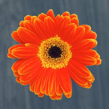 gerber flower isolated on brown background 