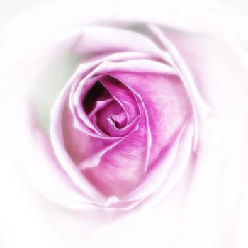 pink rose close up glamour