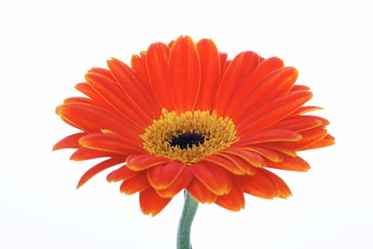 beautiful orange gerbera isolated on white 