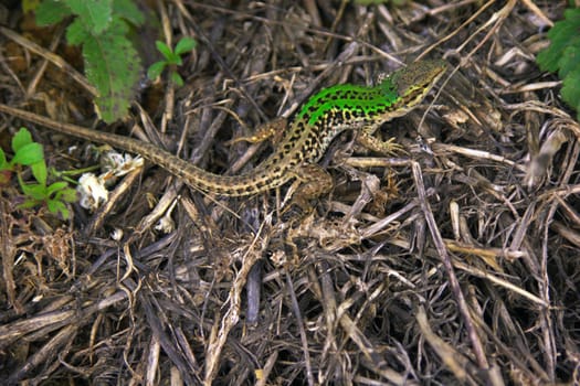 Lizard, wildlife, wild, ground, tail, sun, stone, rock, reptile, quick, kind, unassuming, macro, gray, green, lawn,
