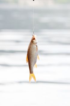 fish hanging on a hook on a background of water