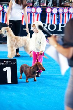 SAMARA,RUSSIA-AUGUST 26:Russian national dogs exhibition of all breeds ,on August 26,2012 in Samara,Russia