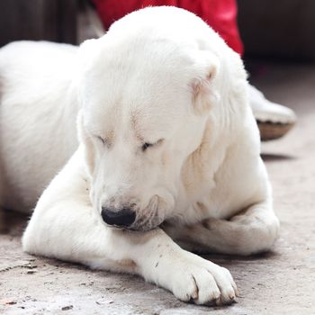 Portrait of a big white dog Alabai