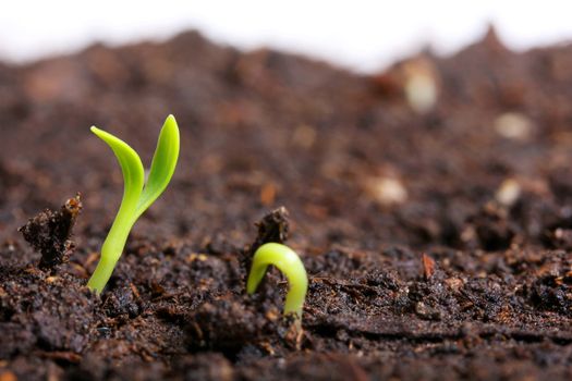 small green seedling in the ground
