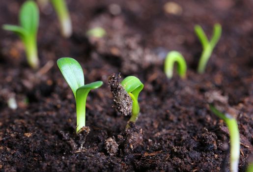 small green seedling in the ground