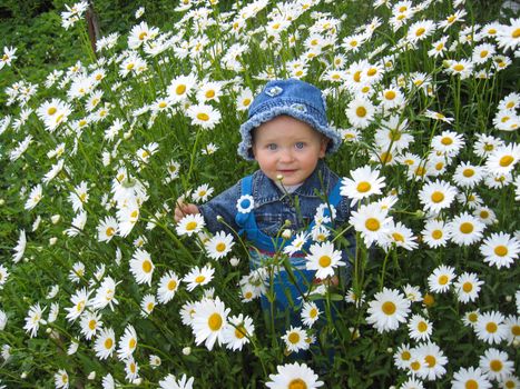 the image of little beautiful child in the flower-bed of camomiles