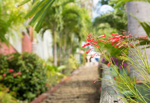 Ninety nine steps framed by red flower blossom in Charlotte Amalie St Thomas