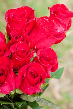 beautiful bouquet of red roses with water drops