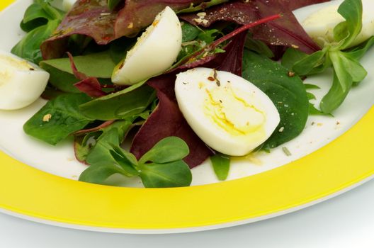 Greens Salad with Chard, Quail Eggs and Corn Salad on Yellow Plate closeup