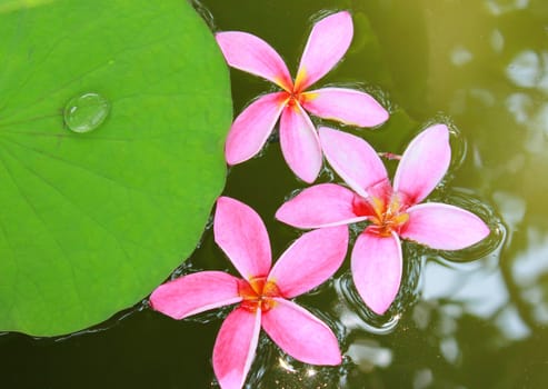 Pink frangipani flowers on water with lotus leaf