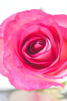 pink rose isolated on white