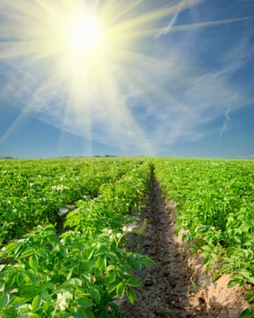 potato field on a sunset under blue sky landscape