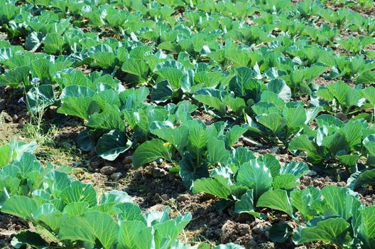 potato plants in rows on potato field in summer