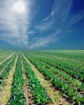 potato field on a sunset under blue sky landscape