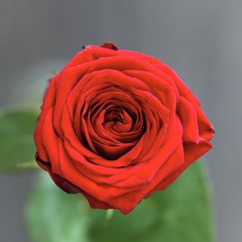 Red rose close-up in a garden