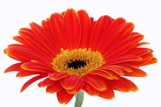 orange gerbera isolated on white in studio