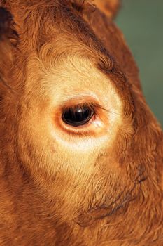 cow looking at camera, close up on eye 
