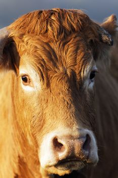 head shot of brown cow in morning light