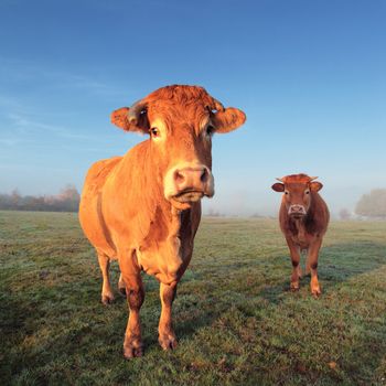 brown cow and calf in morning light