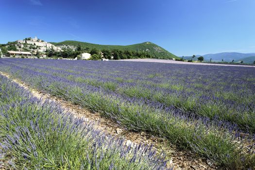 landscape with lavender field and Banon village in France