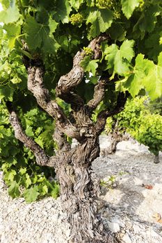 part of vine in spring in french country