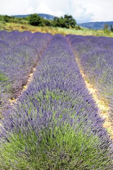 line of lavender field in France in summer