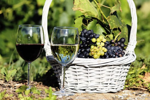 glasses of wine and grappes in basket in a field